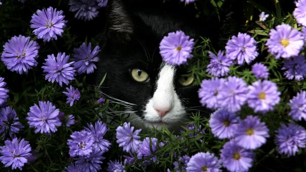 Мордочка кота среди цветов - Sputnik Молдова