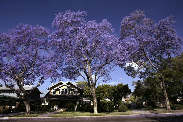 Пурпурные цветы Жакаранды возвышаются над домами в южной Калифорнии. - Sputnik Молдова