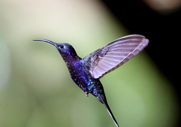 Фиолетовый колибри в провинции Сарапики, Коста-Рика. - Sputnik Молдова