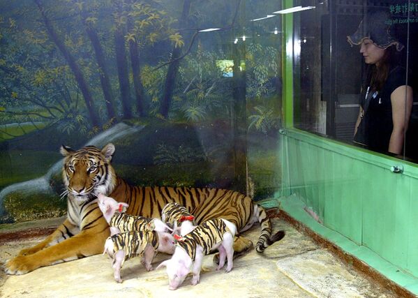 Тигрица воспитывает поросят в зоопарке Бангкока. - Sputnik Молдова