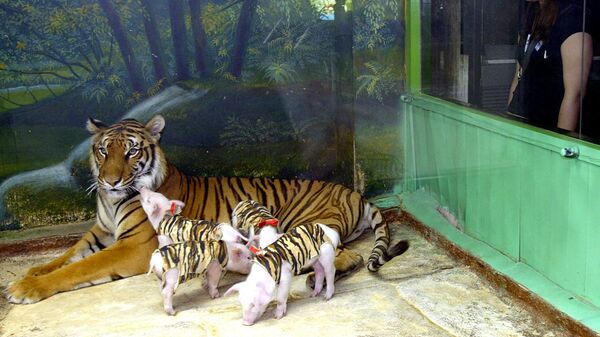 Тигр с поросятами в зоопарке Бангкока  - Sputnik Молдова