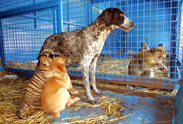 Собака выкармливает тигренка вместе со своим щенком во Франции. - Sputnik Молдова