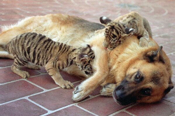 Собака играет с двумя тигрятами в Сиднее. - Sputnik Молдова