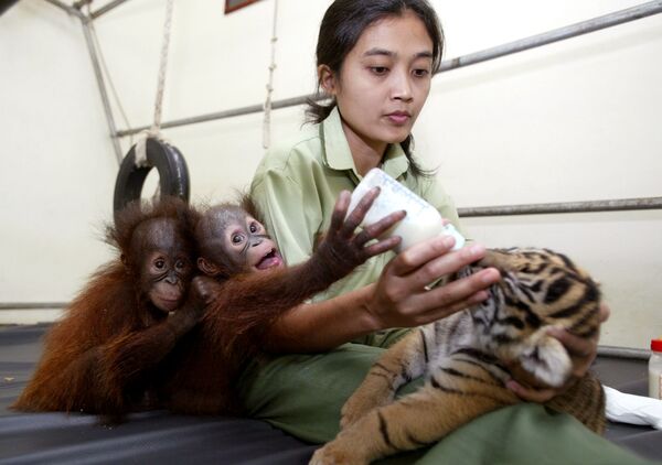 Маленькие орангутаны помогают кормить тигренка молоком в зоопарке Индонезии. - Sputnik Молдова