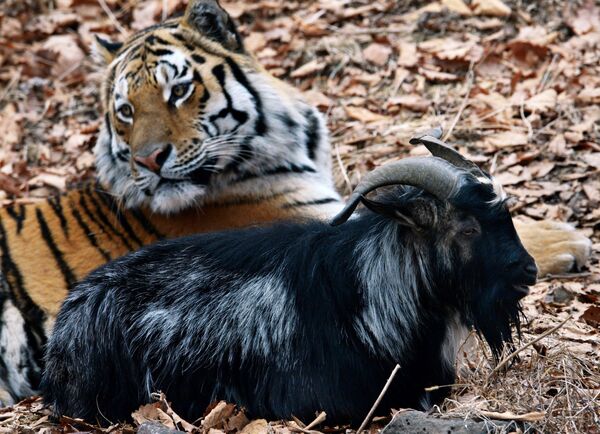 Козел Тимур и тигр Амур в Приморском сафари-парке - Sputnik Молдова