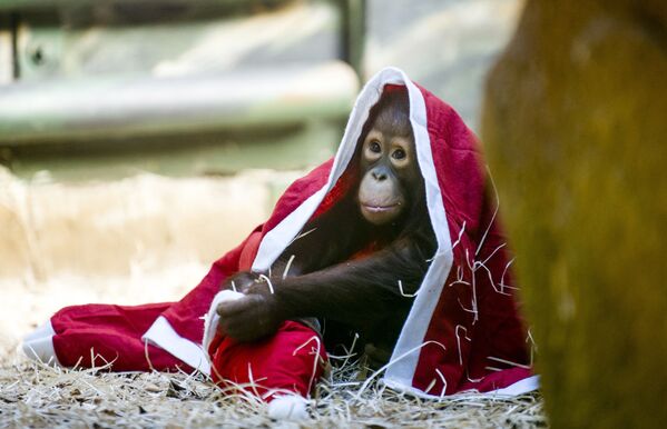 Детеныш орангутанга пытается надеть рождественский костюм в зоопарке Двур в Кралове-над-Лабем, Чехия. - Sputnik Молдова
