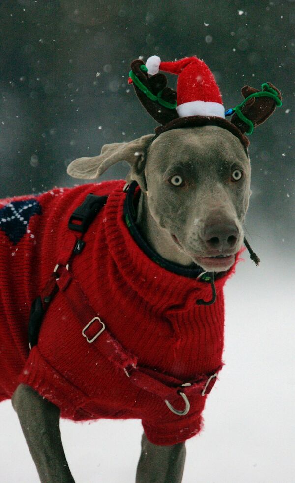 Un câine pe nume Casey poartă o pălărie de ren și un pulover în timp ce se plimbă prin Boston - Sputnik Moldova-România
