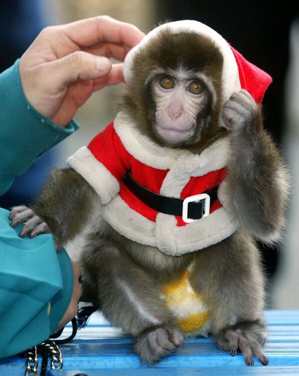 Maimuță de cinci luni îmbrăcată în costum de Moș Crăciun, în parcul de distracții Arakawa din Tokyo - Sputnik Moldova