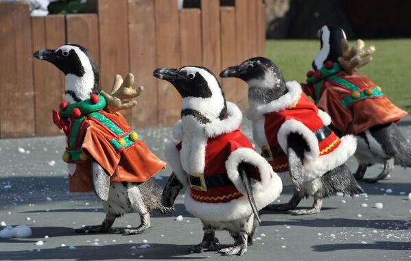 Pinguini îmbrăcați în costume de Moș Crăciun defilează în timpul unui eveniment în parcul de distracții Everland din Yongin, la sud de Seul - Sputnik Moldova-România