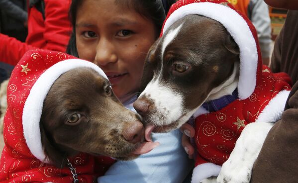 Doi câini îi costume de Moș Crăciun, El Alto, Bolivia - Sputnik Moldova-România
