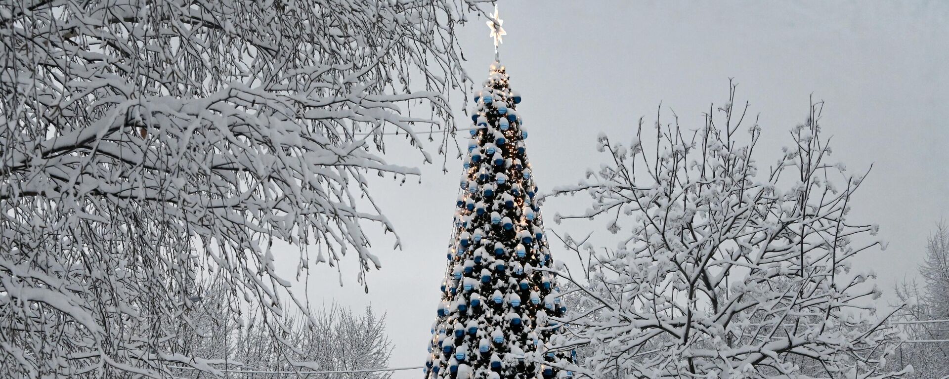 Новогодняя елка - Sputnik Молдова, 1920, 30.12.2021
