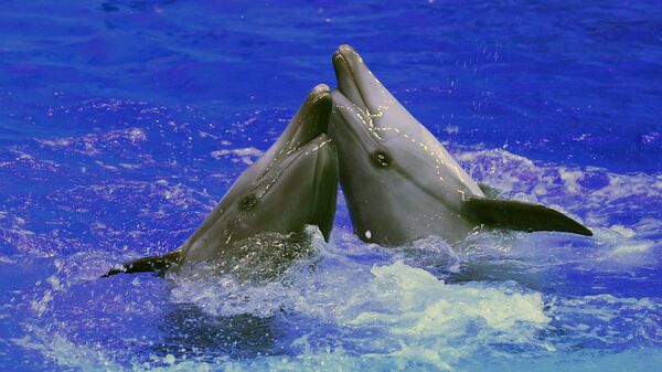 Delfini, imagine din arhivă - Sputnik Moldova