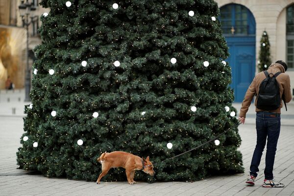 Пес отметился у праздничной елки на Вандомской площади в Париже, Франция. - Sputnik Молдова