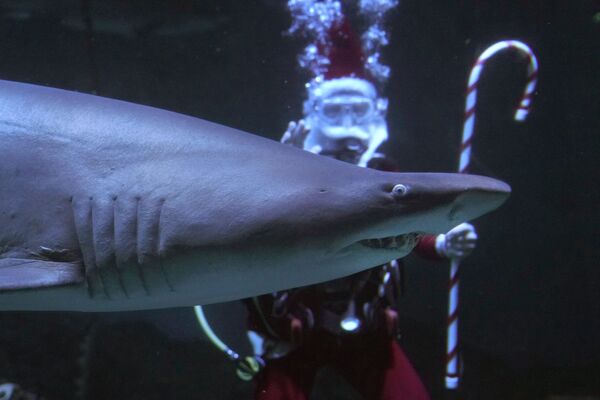 Дайвер в костюме Санты поздравляет акул в Морском аквариуме в Норуолке, США. - Sputnik Молдова