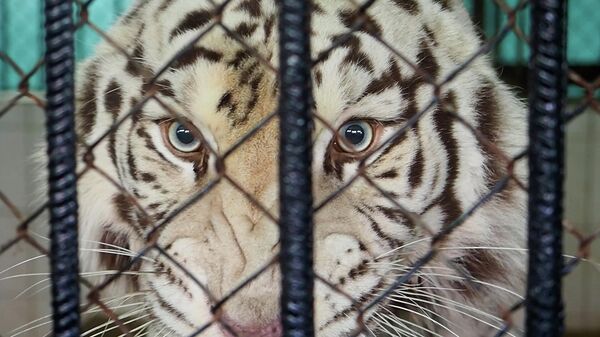 Simbolul anului 2022: Povestea tigrilor de la Grădina Zoologică - Sputnik Moldova