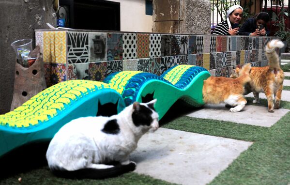 Бродячие кошки забираются в мобильный приют. - Sputnik Молдова