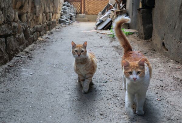 Бродячие кошки в Каире, Египет. - Sputnik Молдова