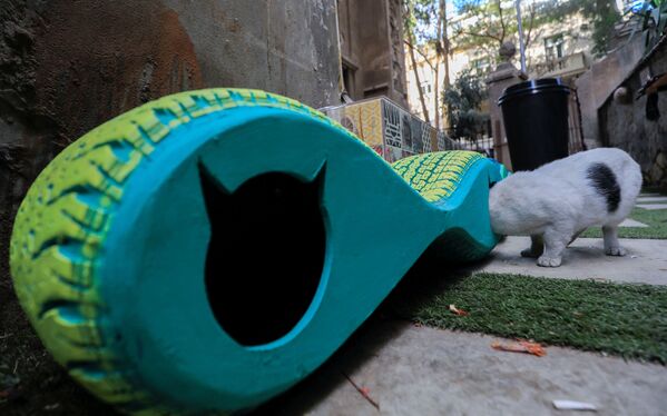 Бродячая кошка исследует свой будущий дом, который защитит ее от непогоды. - Sputnik Молдова