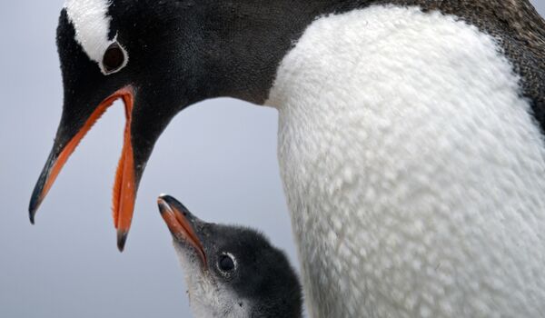 Папуасский пингвин кормит своего детеныша на станции Бернардо О&#x27;Хиггинс в Антарктиде. - Sputnik Молдова