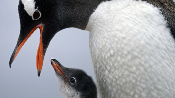 Папуасский пингвин кормит своего детеныша на станции Бернардо О'Хиггинс в Антарктиде - Sputnik Молдова