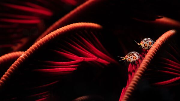 Снимок Baby Anglerfish фотографа Sarah Vasend, занявший 2 место в категории Macro конкурса 2021 Ocean Art Underwater Photo // Photo / Catherine Holmes / 2021 Ocean Art - Sputnik Молдова