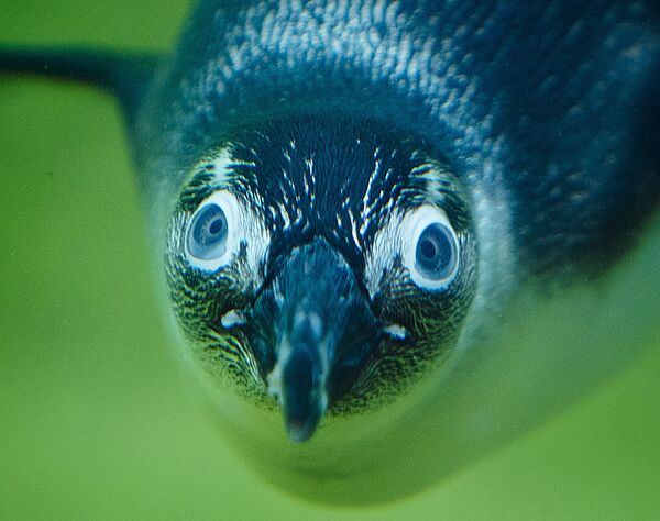 Пингвин в зоопарке Кронберга, Германия. - Sputnik Молдова