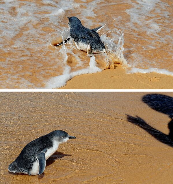 Пируэты в океане: пингвин в Австралии. - Sputnik Молдова
