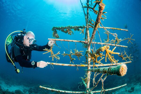 Снимок Coral Tree фотографа Catherine Holmes, победивший в категории Underwater Conservation. - Sputnik Молдова