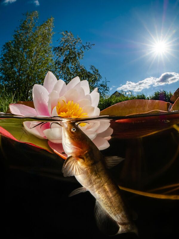 Снимок Catfish and Flowers фотографа Enrico Somogyi, занявший 3 место в категории Compact Wide Angle. - Sputnik Молдова