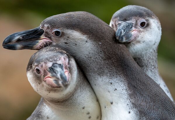 Три пингвина в открытом вольере зоопарка в Берлине. - Sputnik Молдова
