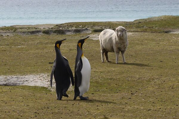 Королевские пингвины и овца в Волонтер-Пойнт на Фолклендских островах, Англия. - Sputnik Молдова