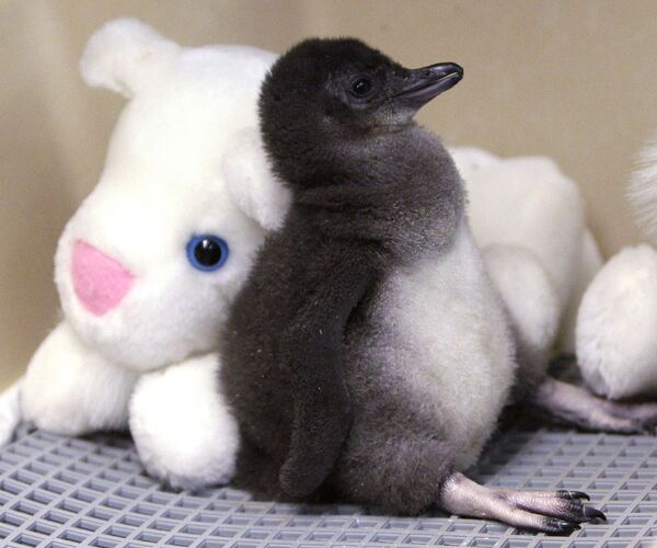 Двухнедельный маленький пингвин опирается на мягкую игрушку в зоопарке Цинциннати, США. - Sputnik Молдова