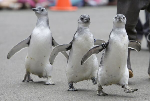 Трио магеллановых пингвинов-подростков в зоопарке Сан-Франциско. - Sputnik Молдова