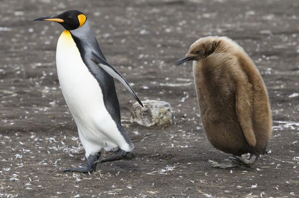 Королевский пингвин и его птенец  на Фолклендских островах. - Sputnik Молдова