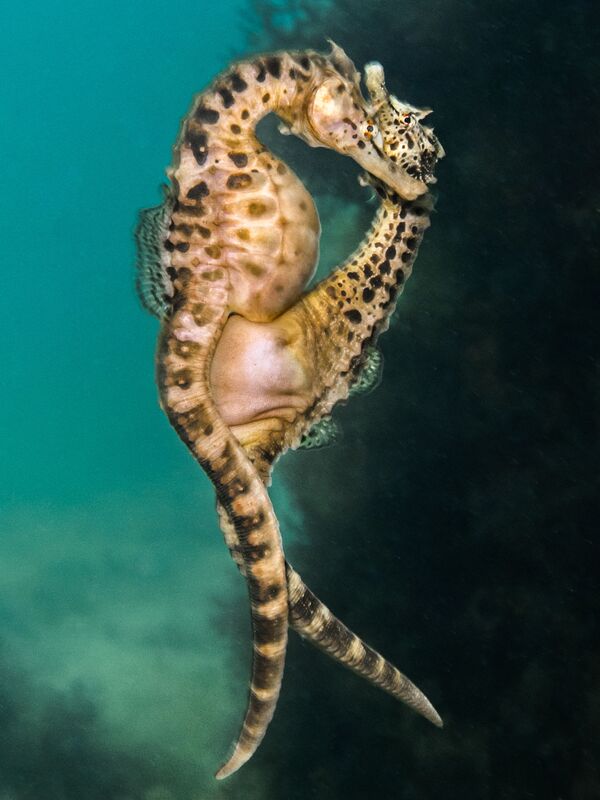 Снимок Mating Seahorses фотографа PT Hirschfield, победивший в категории Compact Behavior . - Sputnik Молдова
