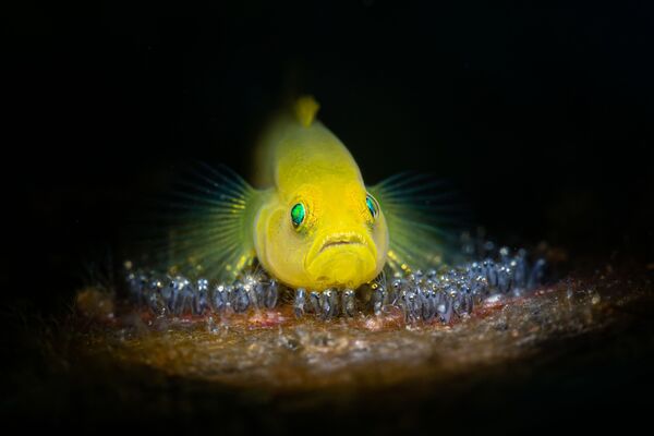 Снимок Guarding Eggs фотографа Julian Hsu, занявший второе место в категории Marine Life Behavior. - Sputnik Молдова