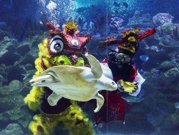 Черепаха проходит перед дайверами, исполняющими танец подводного льва в аквариуме KLCC. - Sputnik Молдова