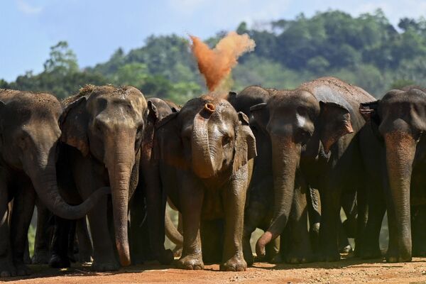 Слоны гуляют в приюте Пиннавала. - Sputnik Молдова
