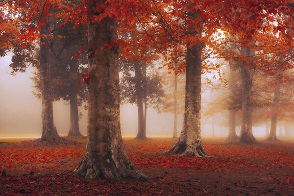 Осенний лес американского фотографа стал лучшим в категории Young. - Sputnik Молдова