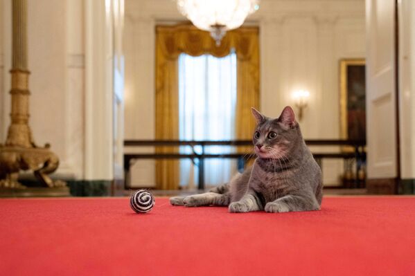 Уиллоу лежит на ковре в Крестовом зале на парадном этаже Белого дома в Вашингтоне, США, 27 января 2022 года. - Sputnik Молдова
