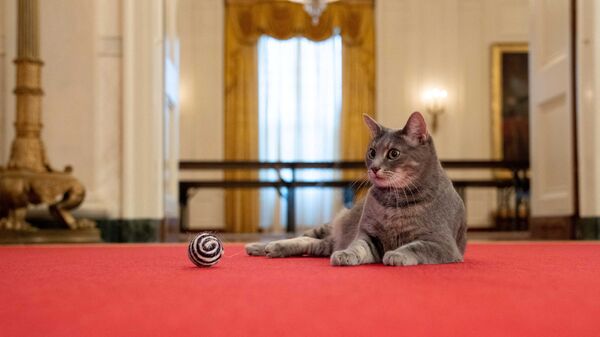 Новый питомец четы Байденов, кошка Уиллоу в Белом доме - Sputnik Молдова