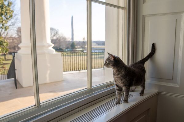 Уиллоу смотрит из окна Белого дома на балкон Трумэна, Южную лужайку и монумент Вашингтона в Вашингтоне, США. 27 января 2022 года. - Sputnik Молдова
