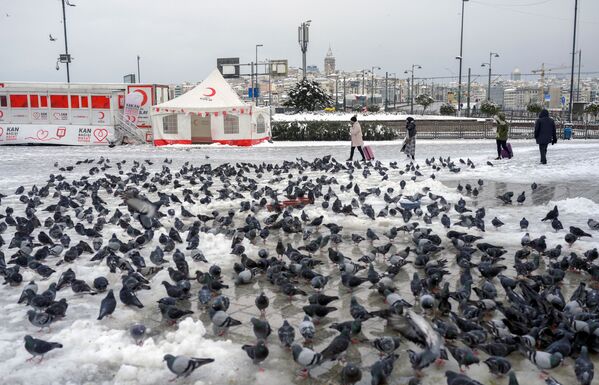 Un stol de porumbei așteaptă să fie hrăniți, după furtuna de zăpadă care a lovit orașul Istambul.  - Sputnik Moldova