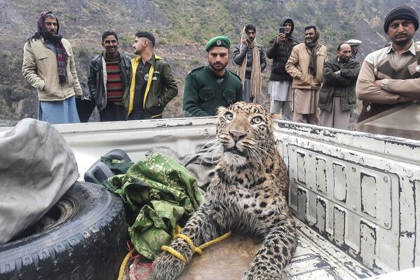 Cпасение и департация и раненого леопарда в долине Нилум, Пакистан. - Sputnik Молдова