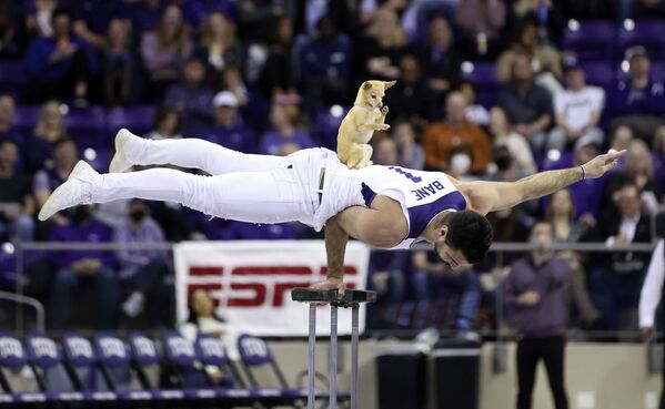 Кристиан и Скуби выступают в перерыве между таймами игры между TCU Horned Frogs и Texas Longhorns на Ed and Rae Schollmaier Arena, США. - Sputnik Молдова