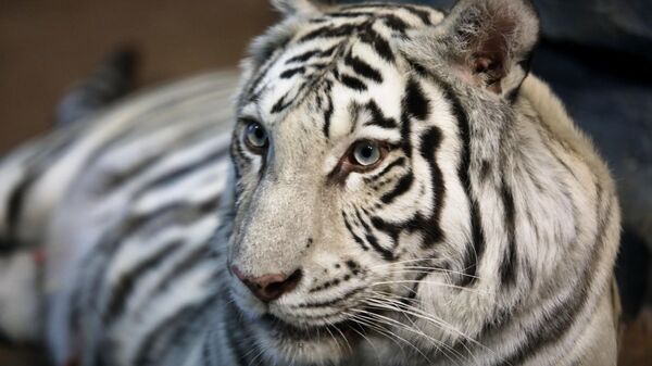 Самка бенгальского белого тигра по кличке Вега - Sputnik Молдова