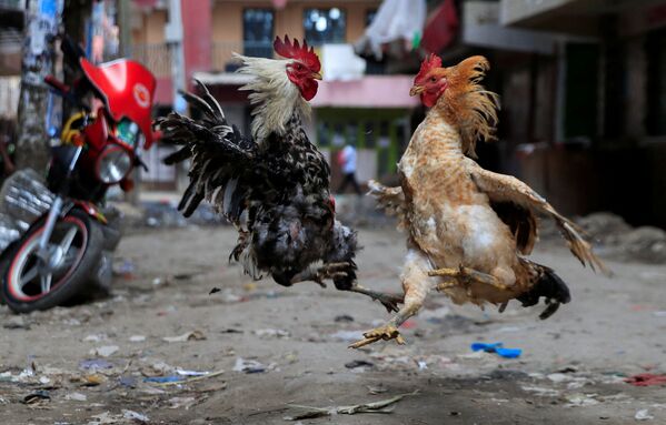 Петухи дерутся на улице в Найроби, Кения. - Sputnik Молдова