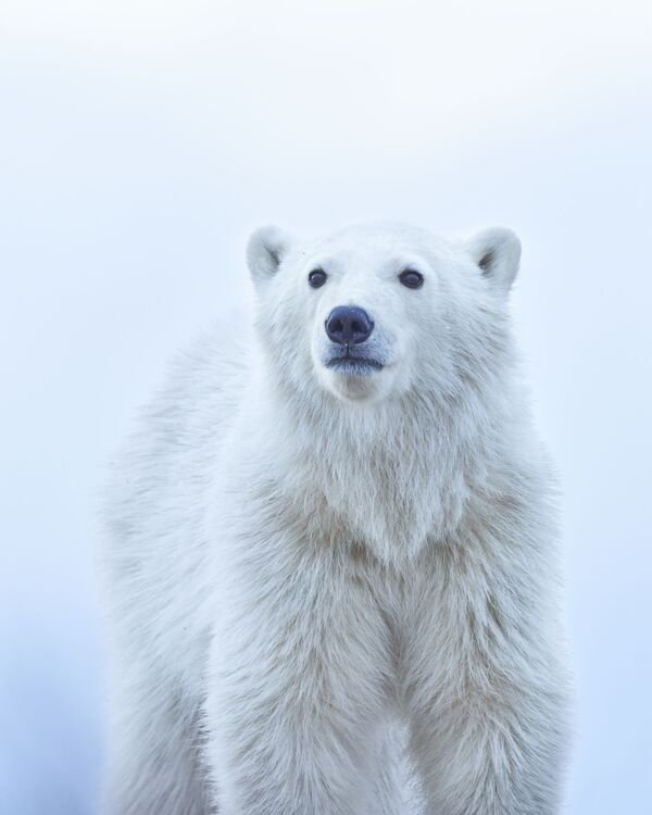 Снимок Polar Bear Cub фотографа Jenny Zhao, победивший в номинации National Awards, Natural World &amp; Wildlife (США) конкурса 2022 Sony World Photography Awards. Медвежонок белого медведя, задумчиво смотрящий вдаль, снят в Канаде в ноябре 2021 года. - Sputnik Молдова