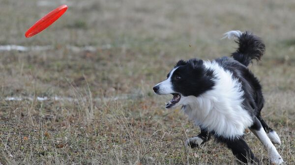 Собака породы бордер-колли - Sputnik Молдова