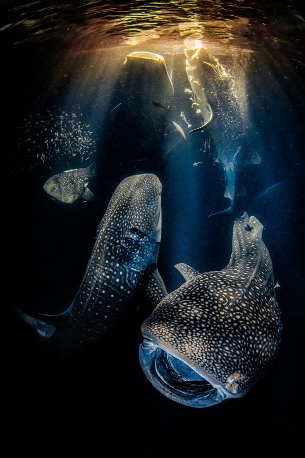 Кадр с двумя китовыми акулами стал победителем в конкурсе The Underwater Photographer of the Year 2022.   - Sputnik Молдова